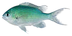 Green chromis, photographed on a transparent background