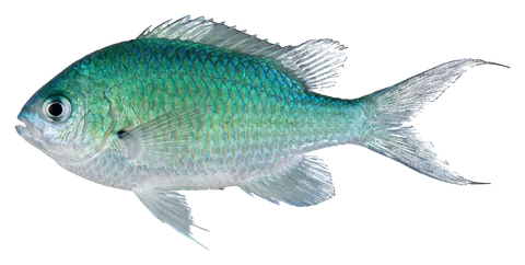 Green chromis, photographed on a transparent background