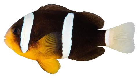 Clarkii clownfish, photographed on a transparent background