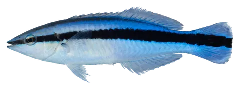 Cleaner wrasse, photographed on a transparent background