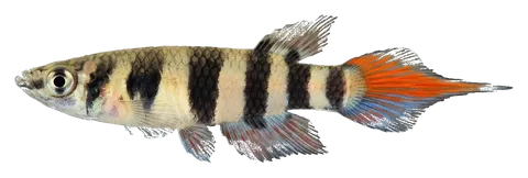 Clown killifish, photographed on a transparent background