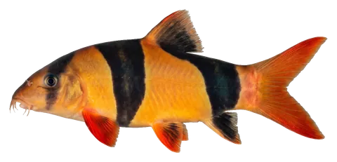 Clown loach, photographed on a transparent background