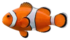 Clownfish, photographed on a transparent background