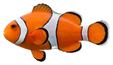 Clownfish, photographed on a transparent background
