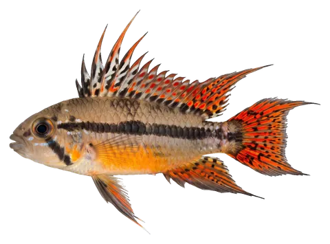 Cockatoo cichlid, photographed on a transparent background