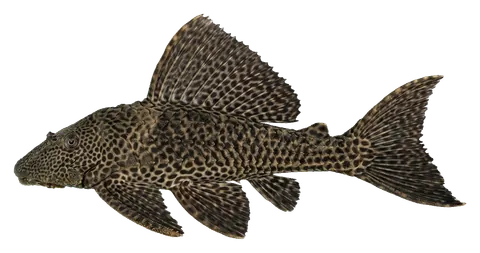 Common pleco, photographed on a transparent background