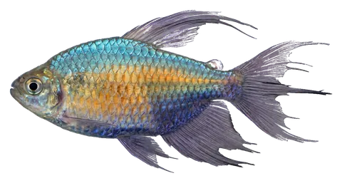 Congo tetra, photographed on a transparent background