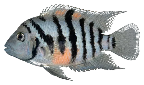 Convict cichlid, photographed on a transparent background