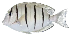 Pesce chirurgo forzato, fotografata su sfondo trasparente