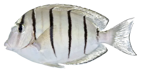 Convict tang, photographed on a transparent background