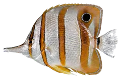 Pesce farfalla dalle bande ramate, fotografata su sfondo trasparente