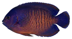 Pesce angelo bellezza corallina, fotografata su sfondo trasparente