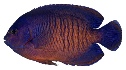 Coral beauty angelfish, photographed on a transparent background