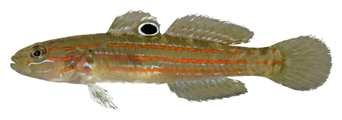 Court jester goby, photographed on a transparent background