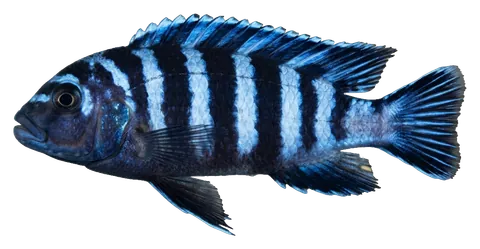 Demasoni cichlid, photographed on a transparent background