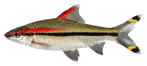 Denison barb, photographed on a transparent background