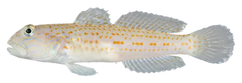 Diamond watchman goby, photographed on a transparent background