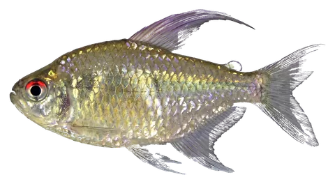Diamond tetra, photographed on a transparent background