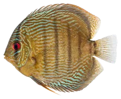 Discus, photographed on a transparent background