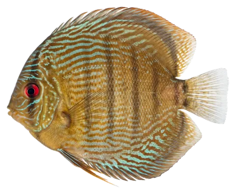 Discus, photographed on a transparent background