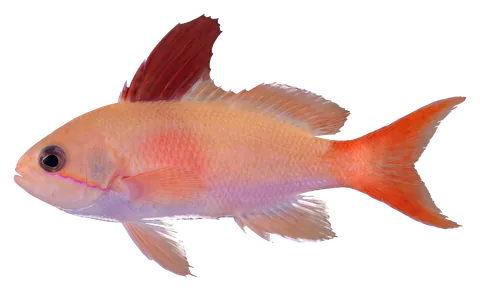 Dispar anthias, photographed on a transparent background