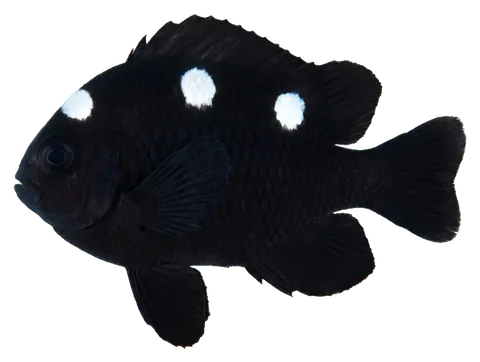 Domino damselfish, photographed on a transparent background