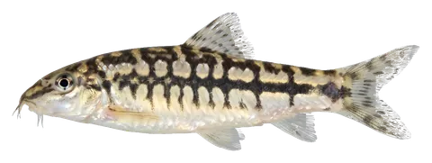 Dwarf chain loach, photographed on a transparent background