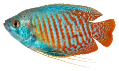Gurami nano, fotografata su sfondo trasparente