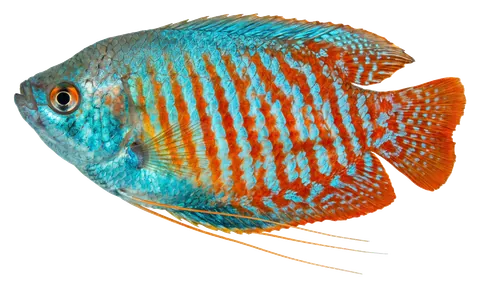 Dwarf gourami, photographed on a transparent background