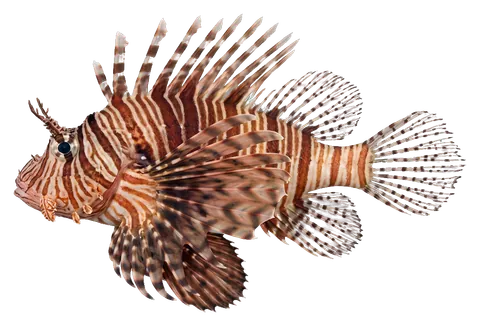 Dwarf lionfish, photographed on a transparent background