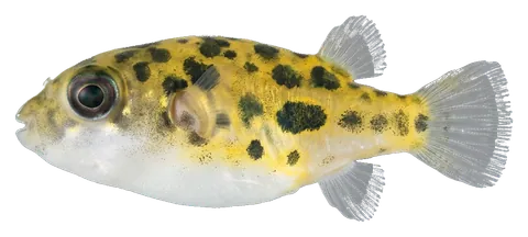 Dwarf puffer, photographed on a transparent background