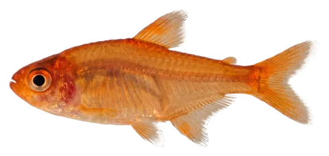 Ember tetra, photographed on a transparent background