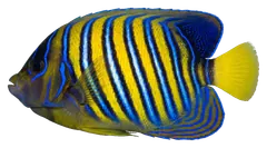 Pesce angelo imperatore, fotografata su sfondo trasparente