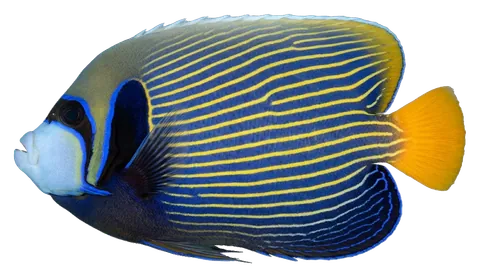 Emperor angelfish, photographed on a transparent background