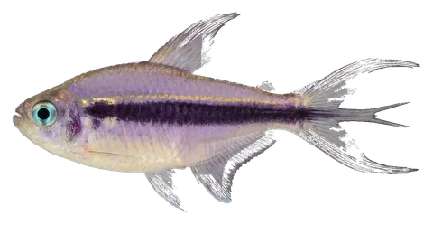 Emperor tetra, photographed on a transparent background