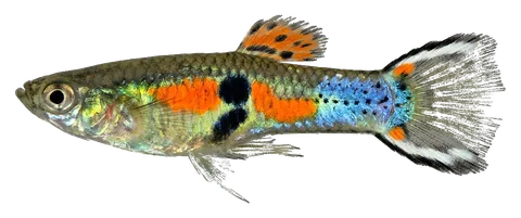 Endler's livebearer, photographed on a transparent background