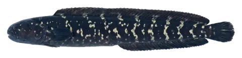 Engineer goby, photographed on a transparent background