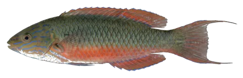 Exquisite fairy wrasse, photographed on a transparent background