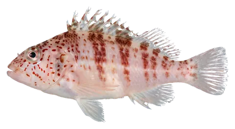Falco hawkfish, photographed on a transparent background