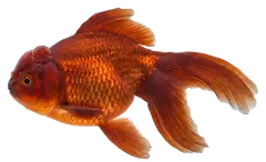 Pesce rosso fantasia, fotografata su sfondo trasparente