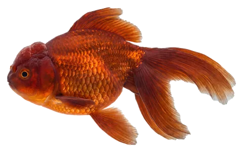 Fancy goldfish, photographed on a transparent background