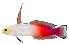 Fire goby, photographed on a transparent background