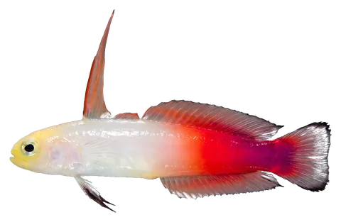 Fire goby, photographed on a transparent background