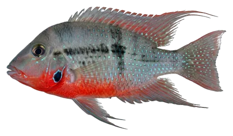 Firemouth cichlid, photographed on a transparent background