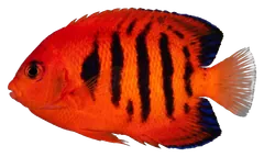 Flame angelfish, photographed on a transparent background