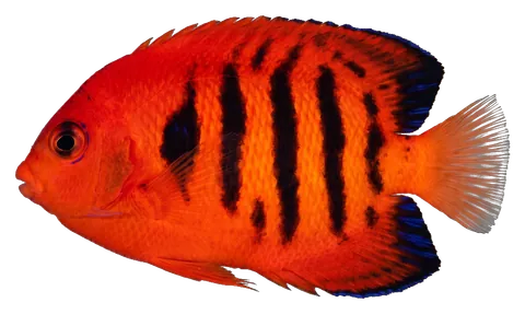 Flame angelfish, photographed on a transparent background