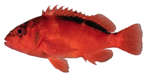 Flame hawkfish, photographed on a transparent background