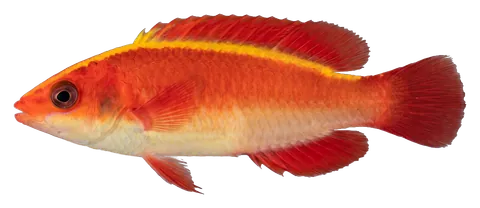 Flame wrasse, photographed on a transparent background