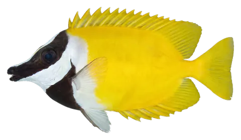 Foxface rabbitfish, photographed on a transparent background