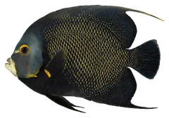 Pesce angelo francese, fotografata su sfondo trasparente